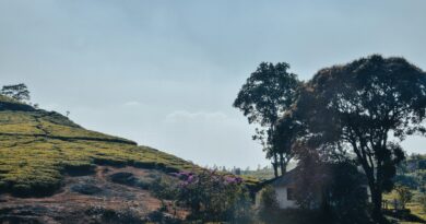 a house on a hill surrounded by trees
